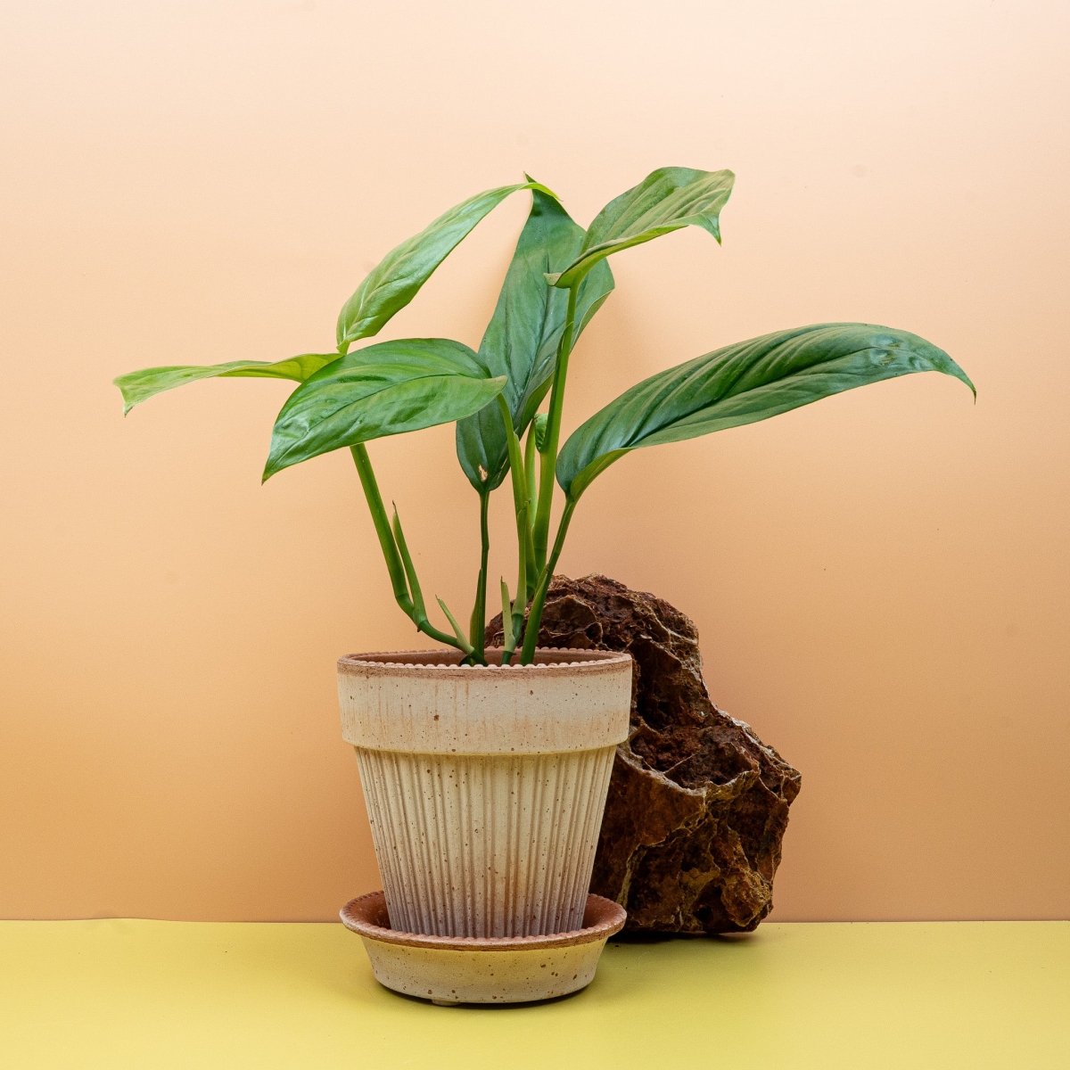 Monstera Obliqua Amazonas in Pflanzenvitrine
