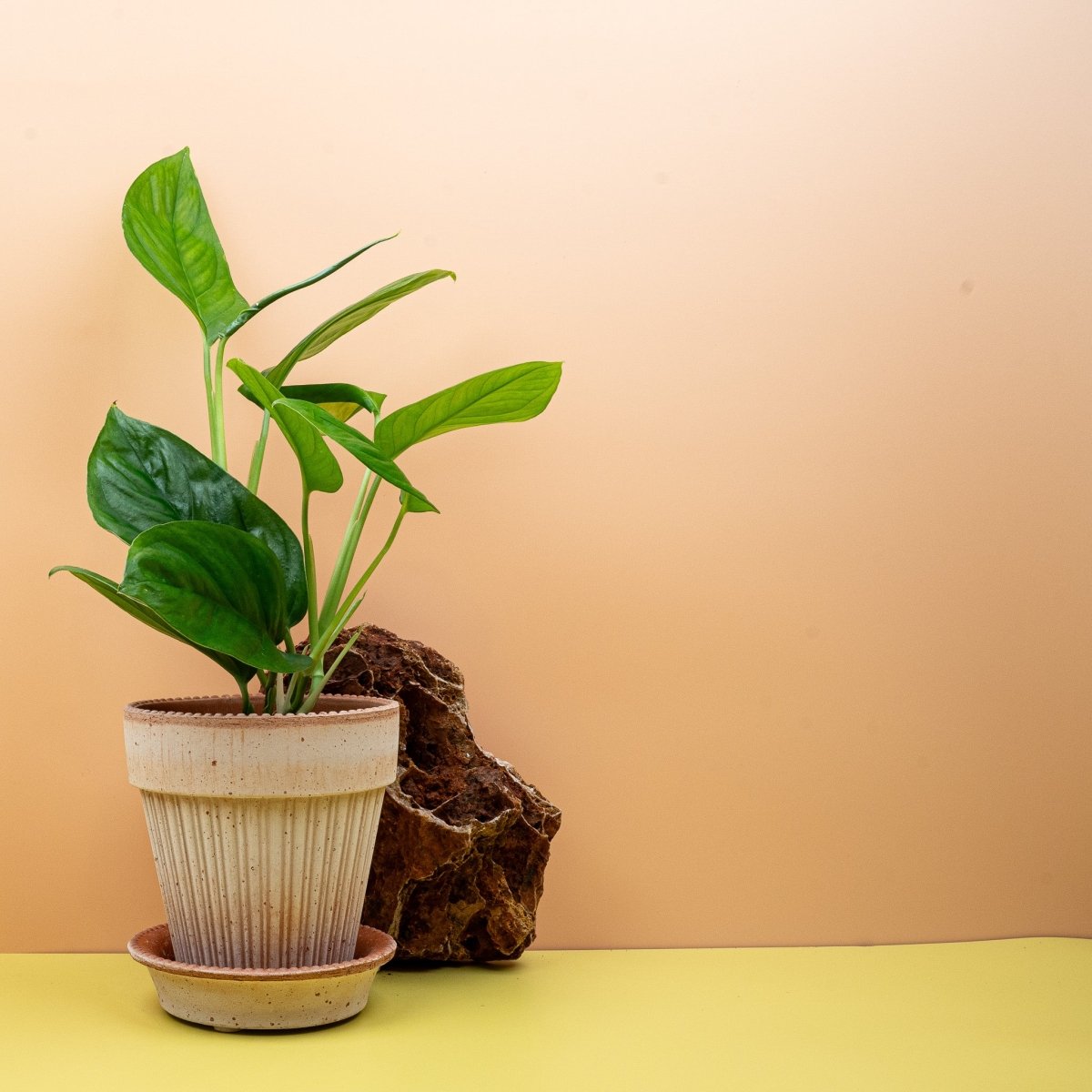 Monstera Obliqua Canelos, stark perforierte Blätter