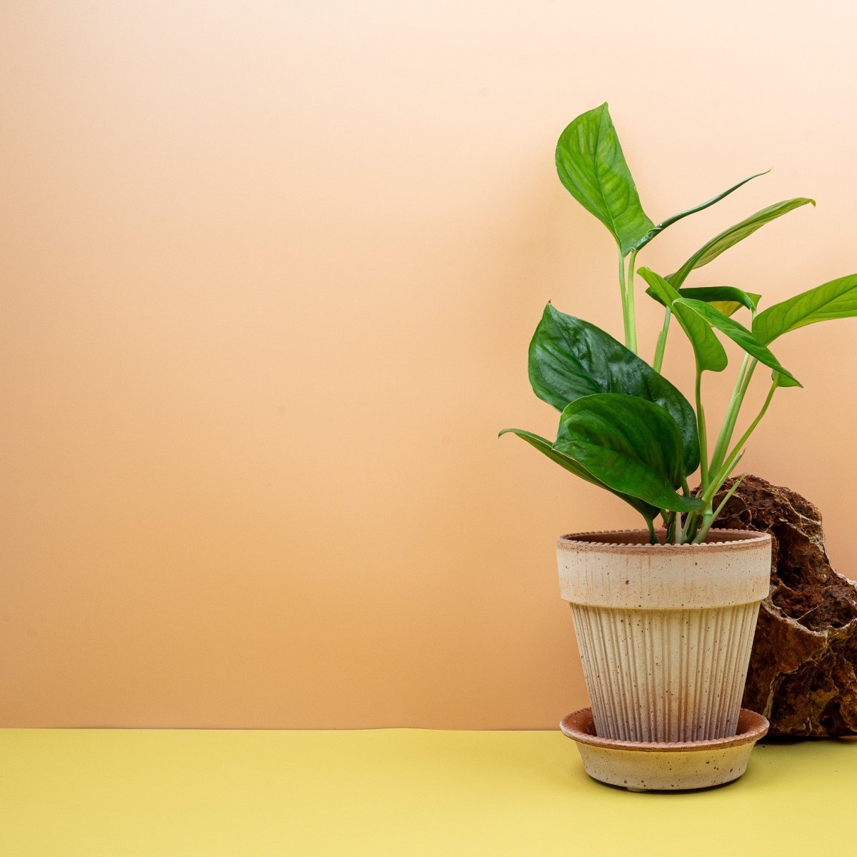 Monstera Obliqua Canelos, filigrane Optik