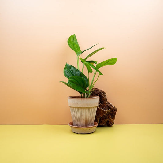 Monstera Obliqua Canelos, netzartige Blattstruktur – potflourri