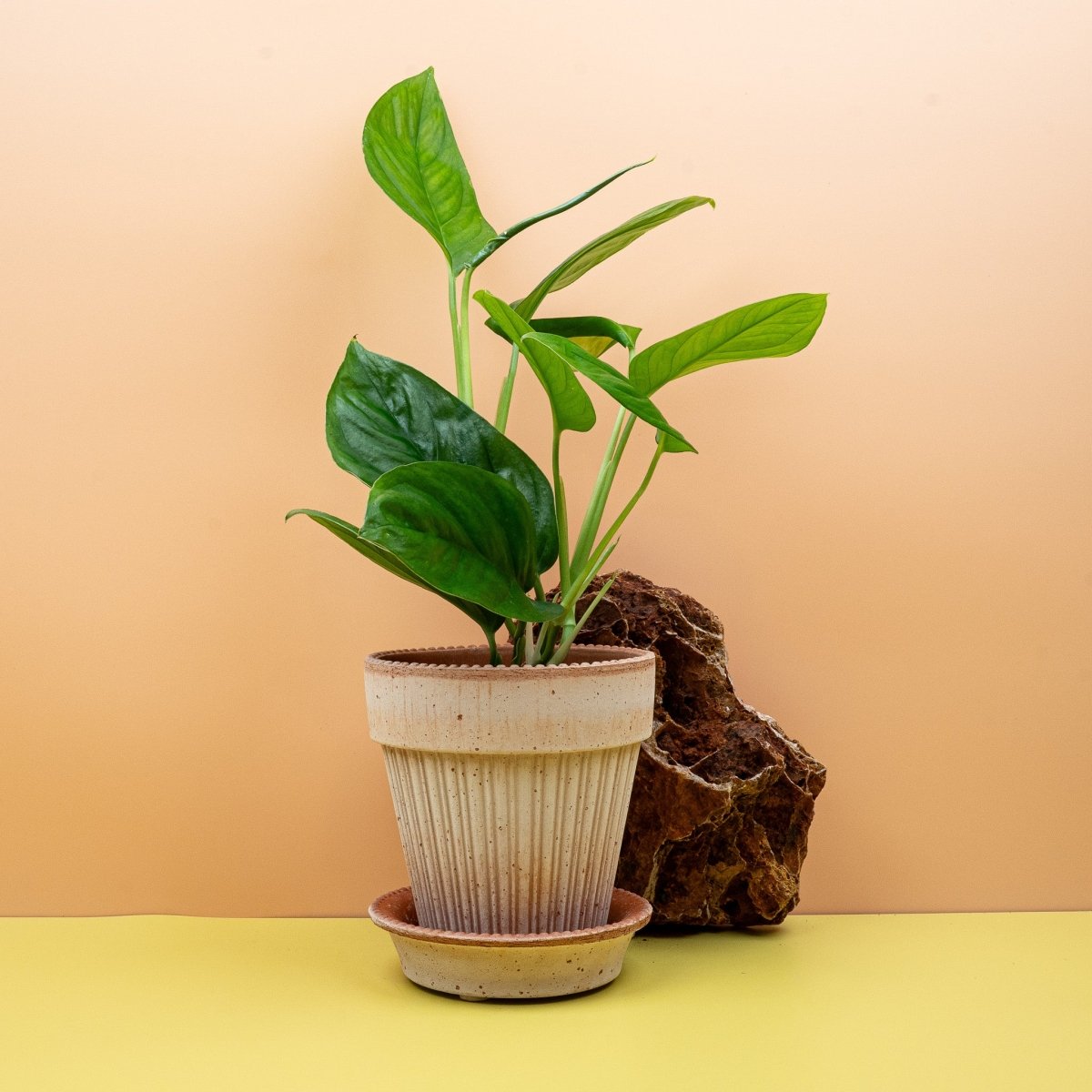 Monstera Obliqua Canelos in Pflanzenvitrine