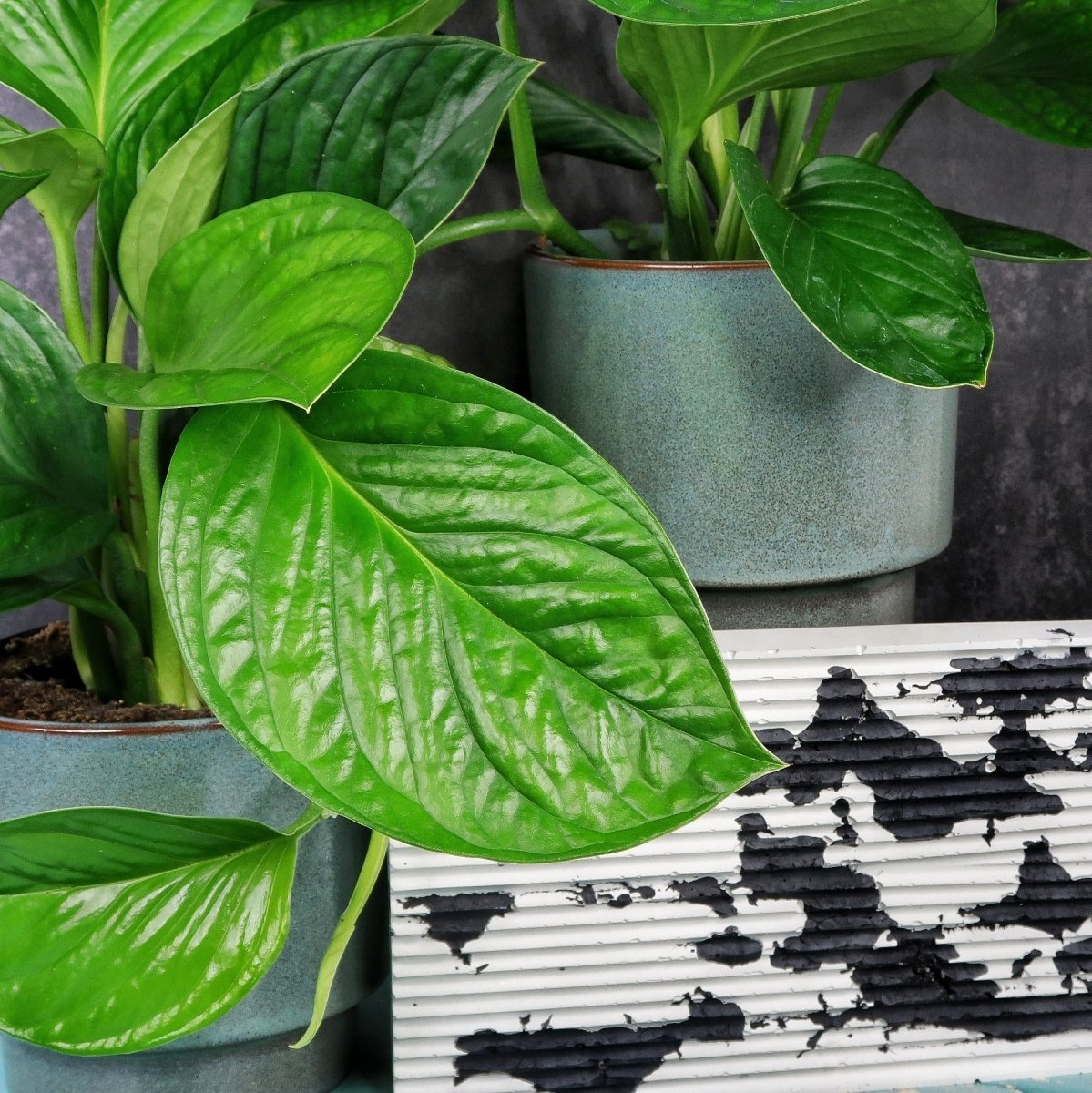 Monstera Pinnatipartita, entwickelt Blattfenster