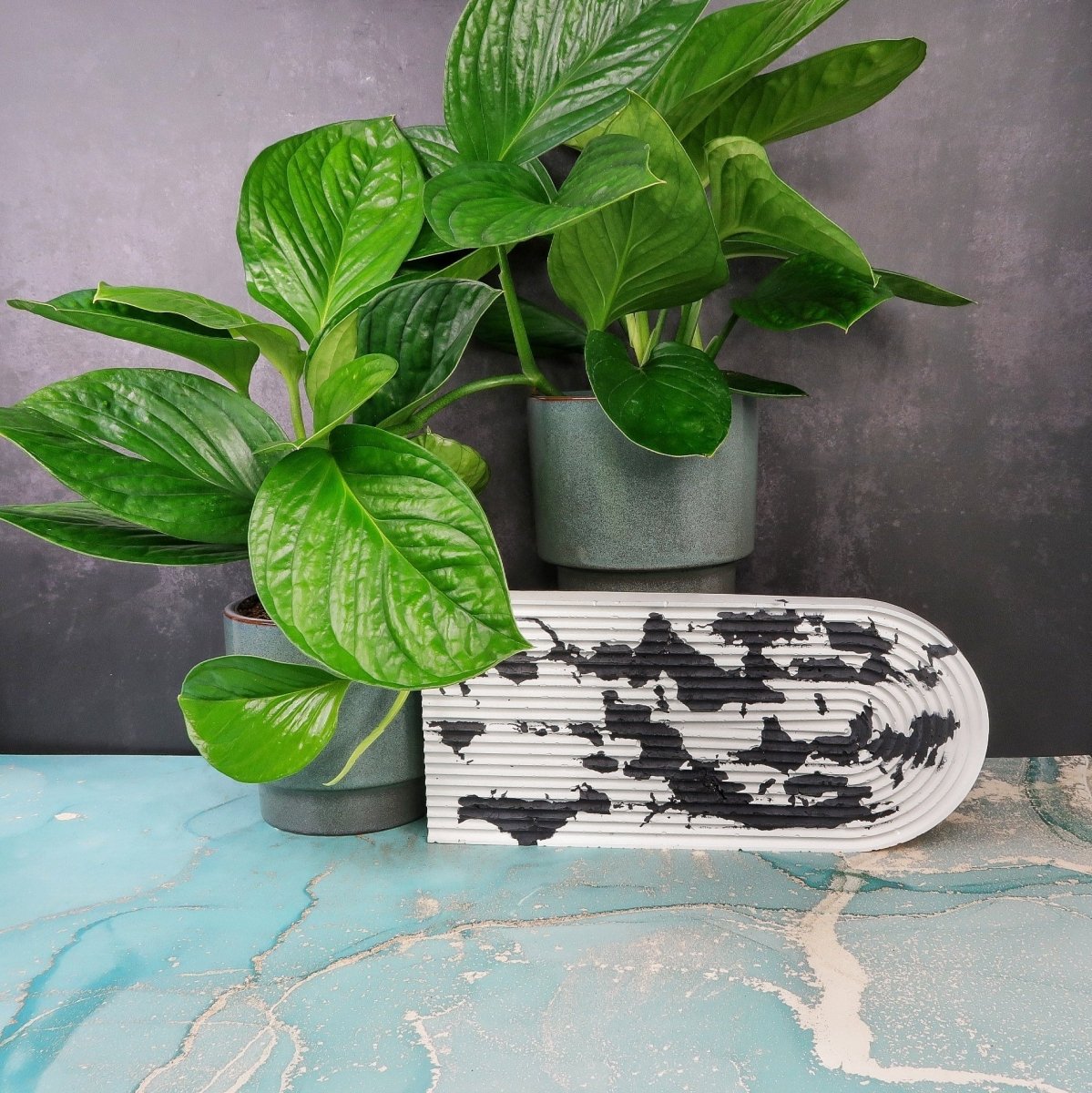Monstera Pinnatipartita – aus Zentralamerika