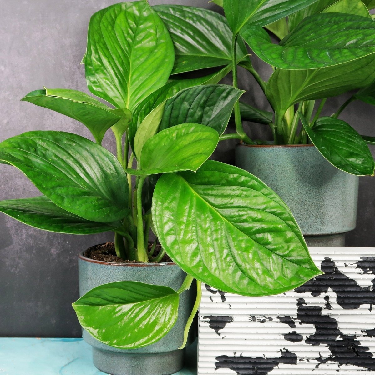 Monstera Pinnatipartita – Ansicht 6