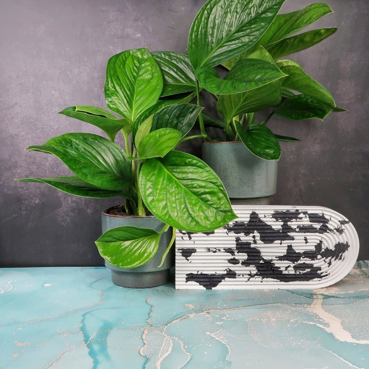Monstera Pinnatipartita – Zimmerpflanze mit federartigen Blättern – potflourri