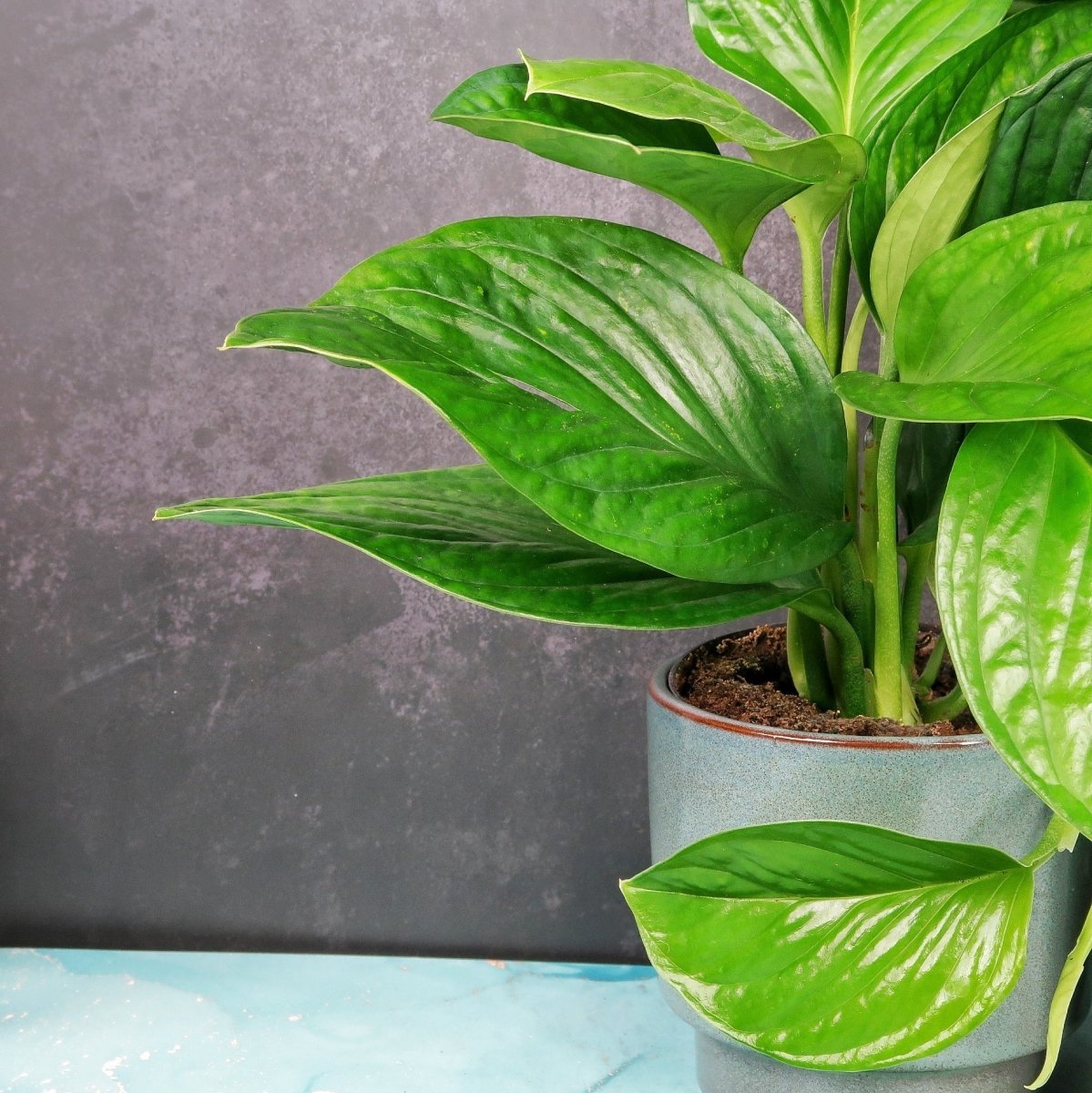 Monstera Pinnatipartita – dekoratives Element