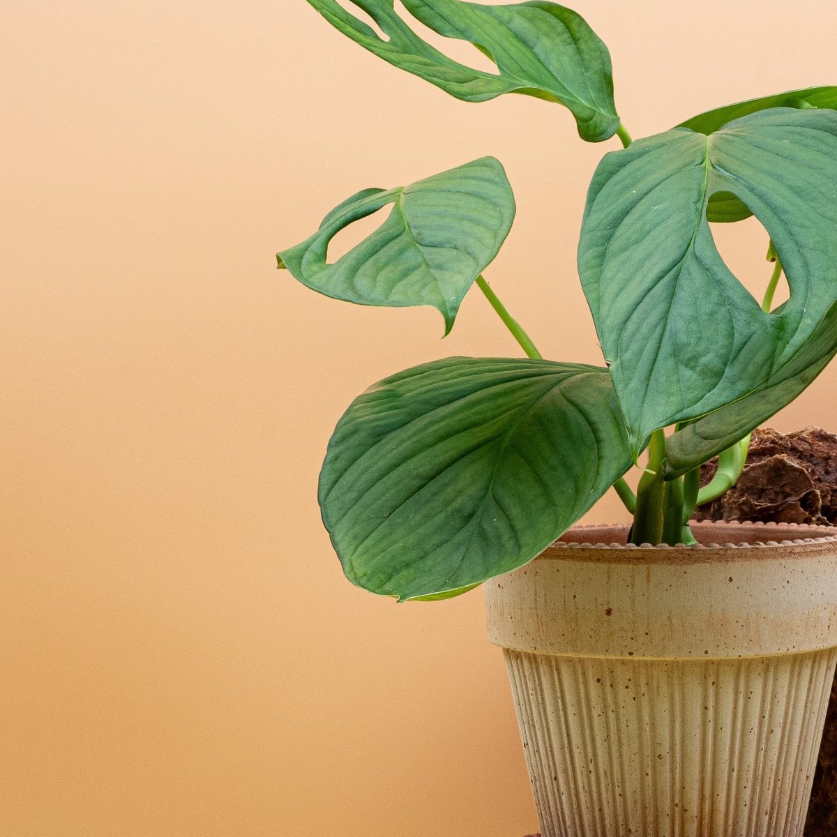 Monstera SP Loli im Detail