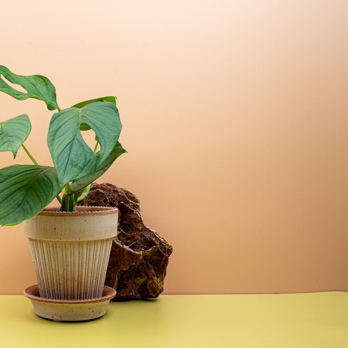 Monstera SP Loli, skulpturale Blattoptik