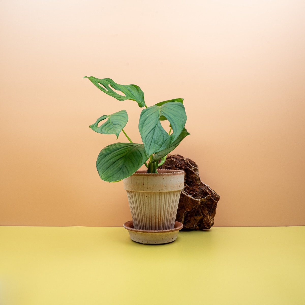 Monstera SP Loli, tief geschlitzte Blätter – potflourri