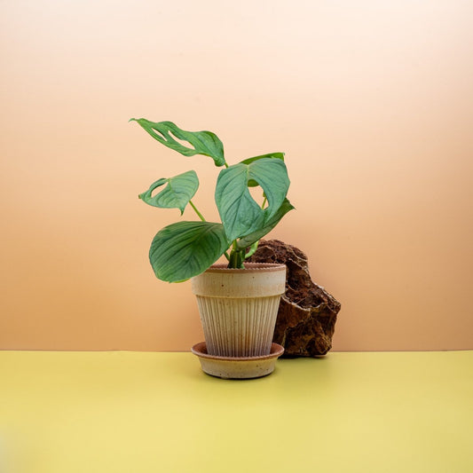 Monstera SP Loli, tief geschlitzte Blätter – potflourri