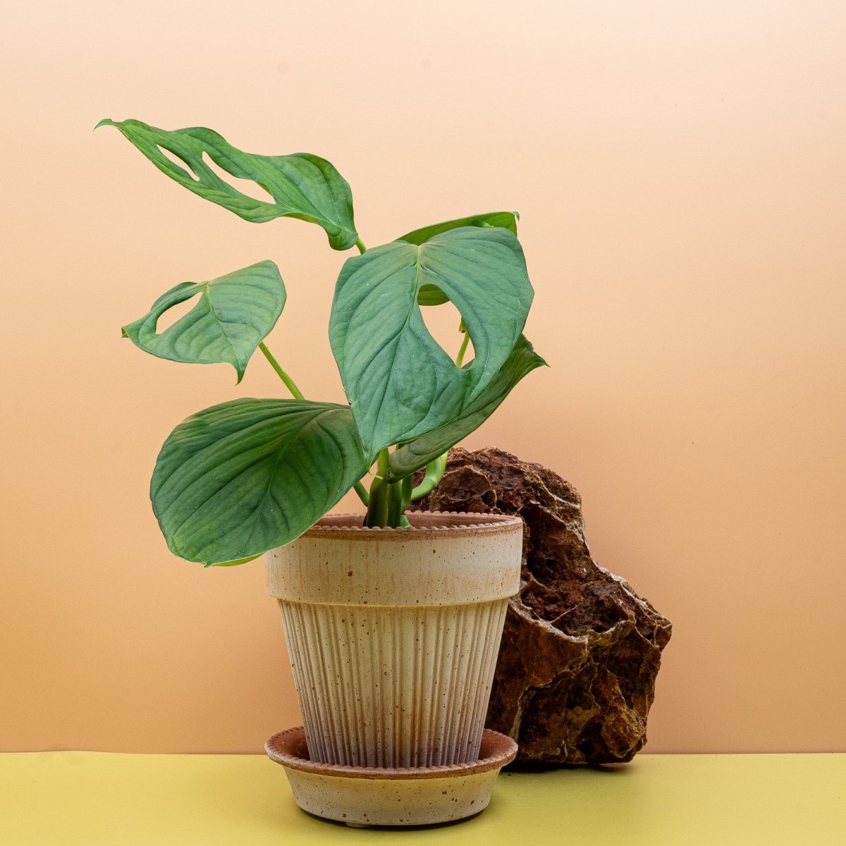 Monstera SP Loli, kompakter kletternder Wuchs