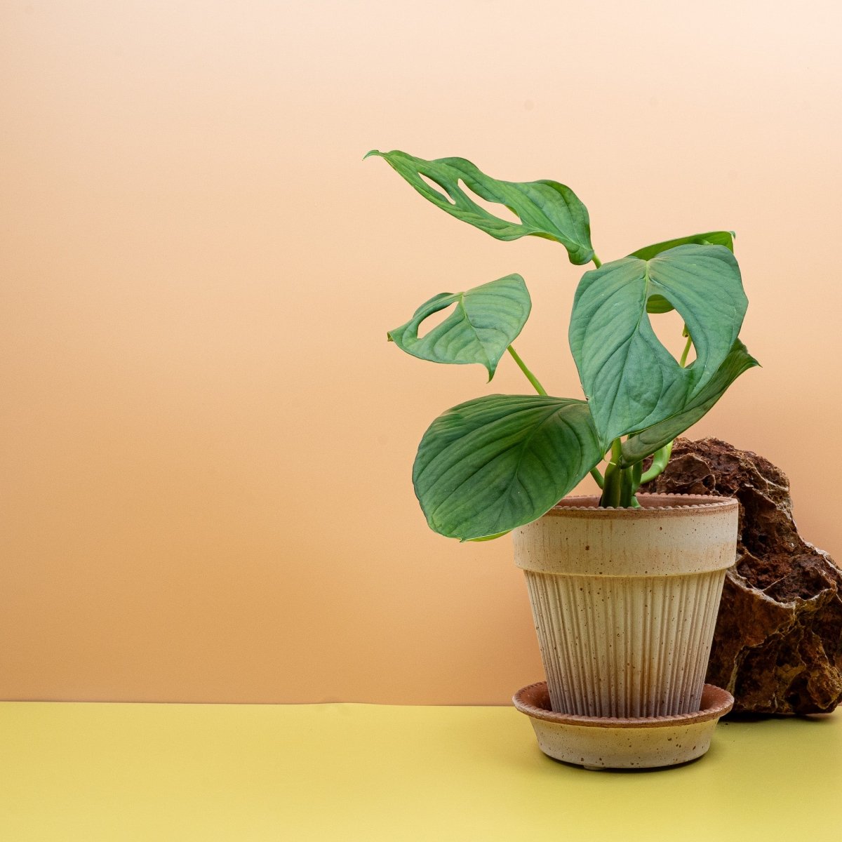 Monstera SP Loli, kräftige ledrige Textur