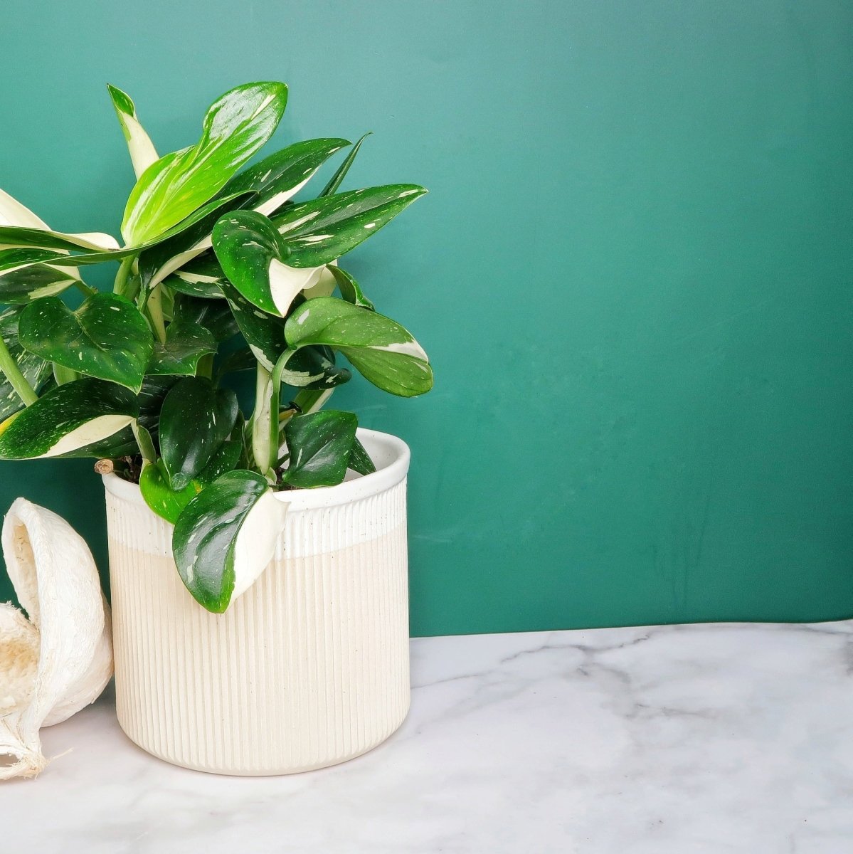 Monstera Standleyana Variegata mit leuchtend grünen Blättern