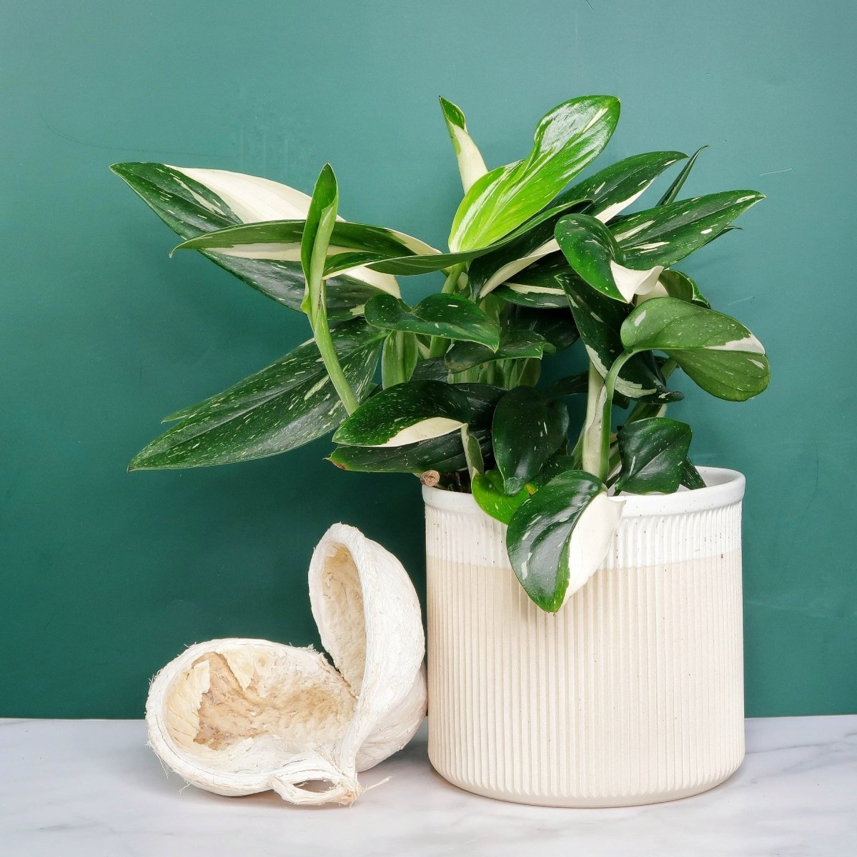 Monstera Standleyana Variegata mit langen Ranken