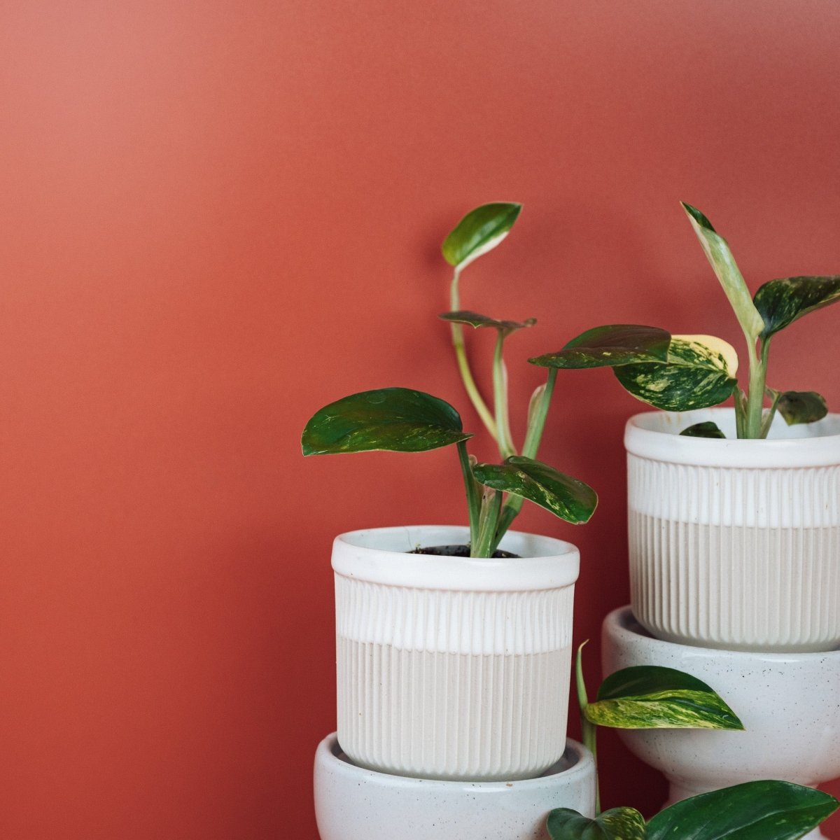 Monstera Standleyana Variegata – Ansicht 11