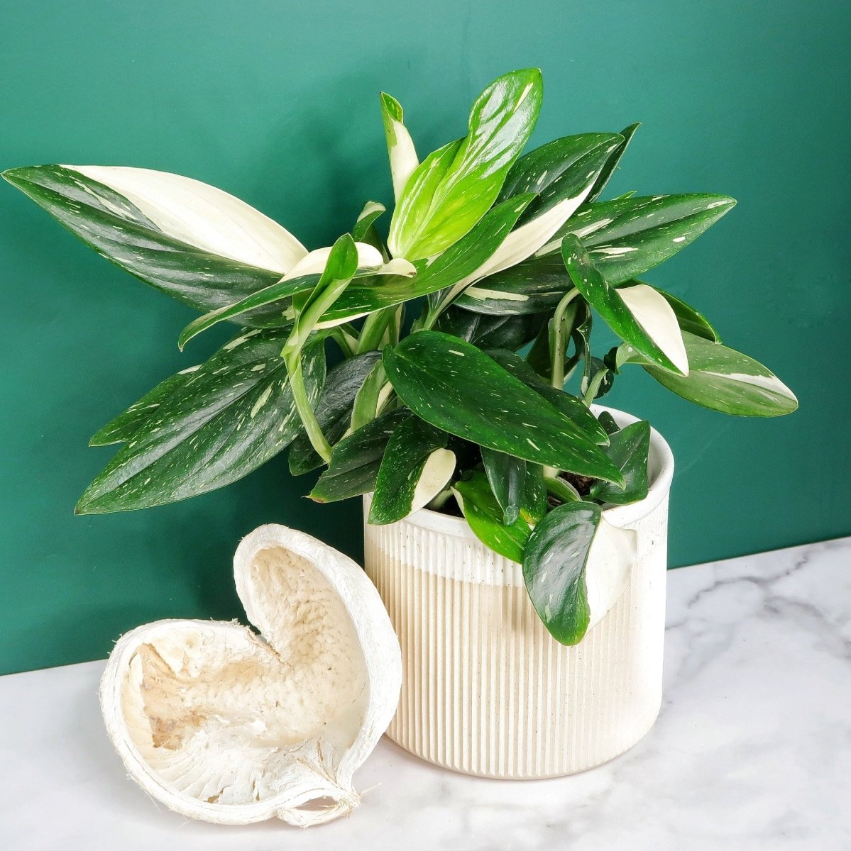 Monstera Standleyana Variegata – kletternde Wuchsform