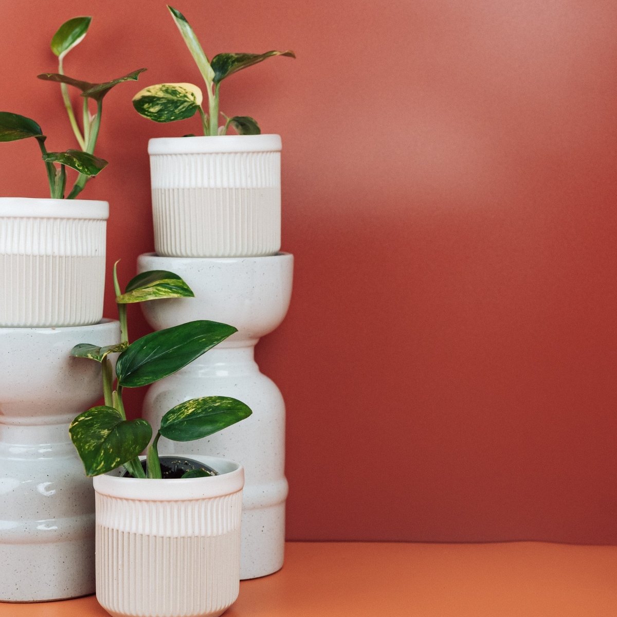 Monstera Standleyana Variegata, ganzrandige lanzettliche Blätter