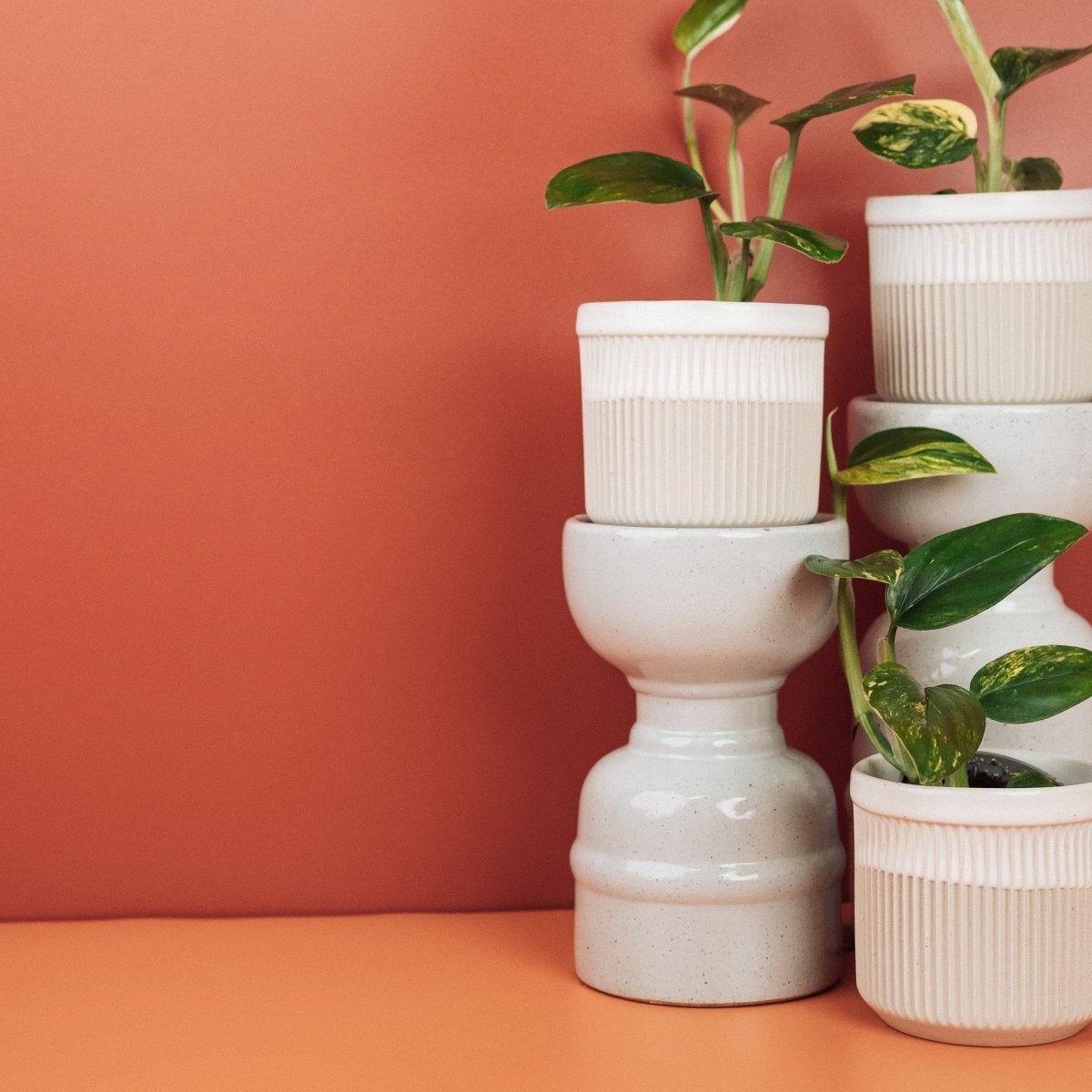 Monstera standleyana, im Handel auch Philodendron Cobra genannt