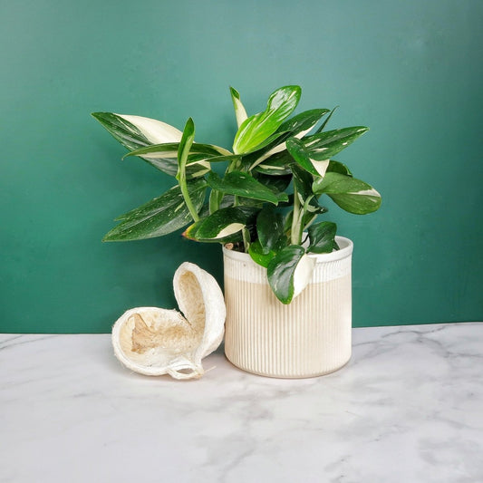 Monstera Standleyana Variegata – Zimmerpflanze mit Schlangenmuster – potflourri