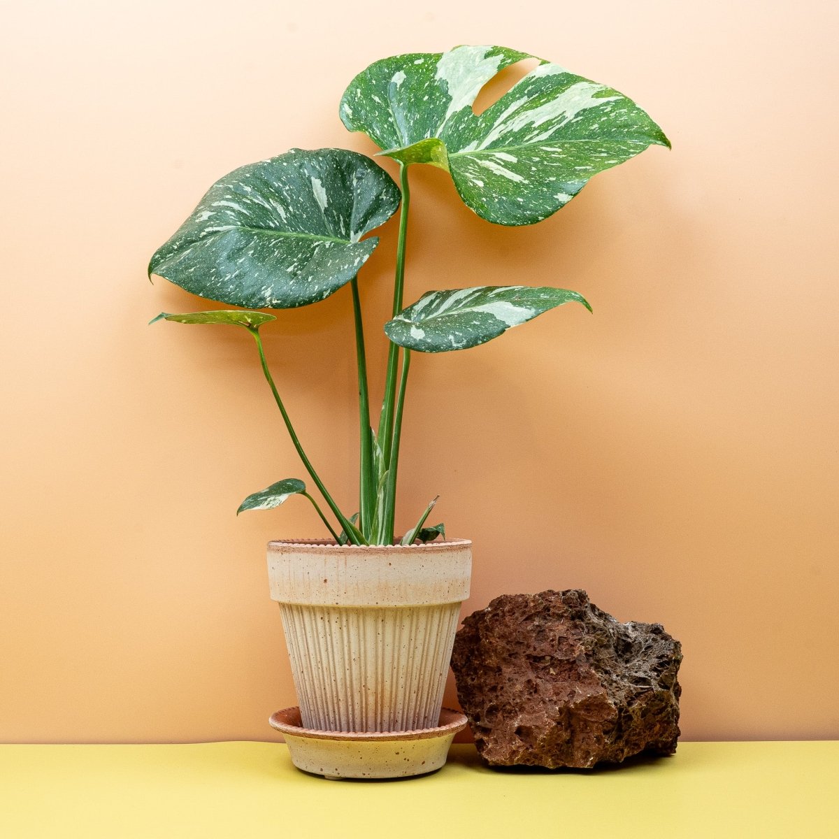 Monstera Thai Constellation – stabile Variegation