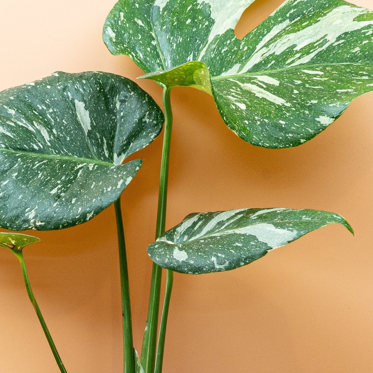 Monstera Thai Constellation mit cremefarbenen Sprenkeln