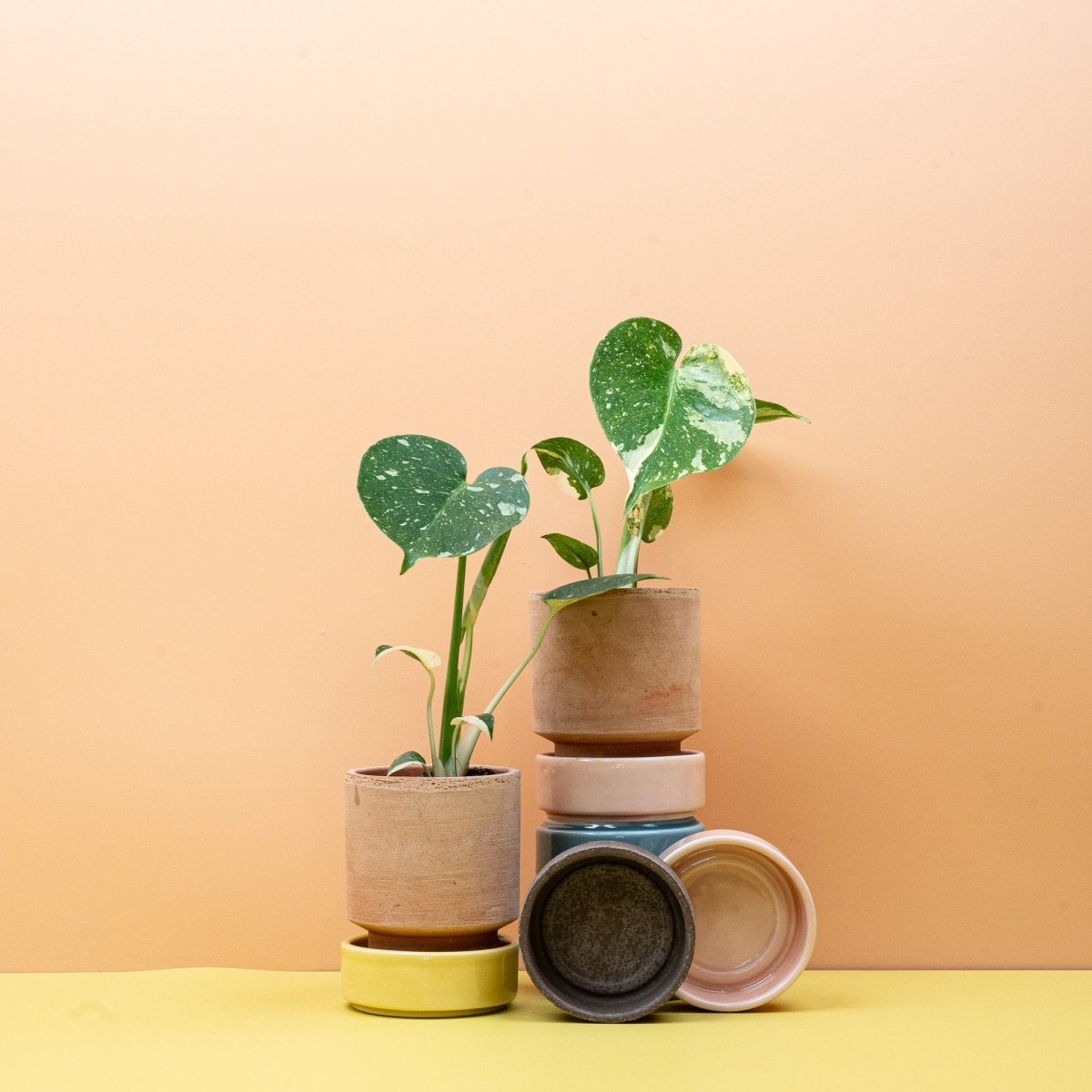 Monstera Thai Constellation, panaschierte Monstera – potflourri