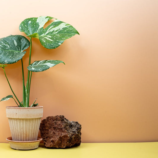 Monstera Thai Constellation – panaschierte Zimmerpflanze – potflourri