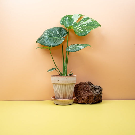 Monstera Thai Constellation – panaschierte Zimmerpflanze – potflourri