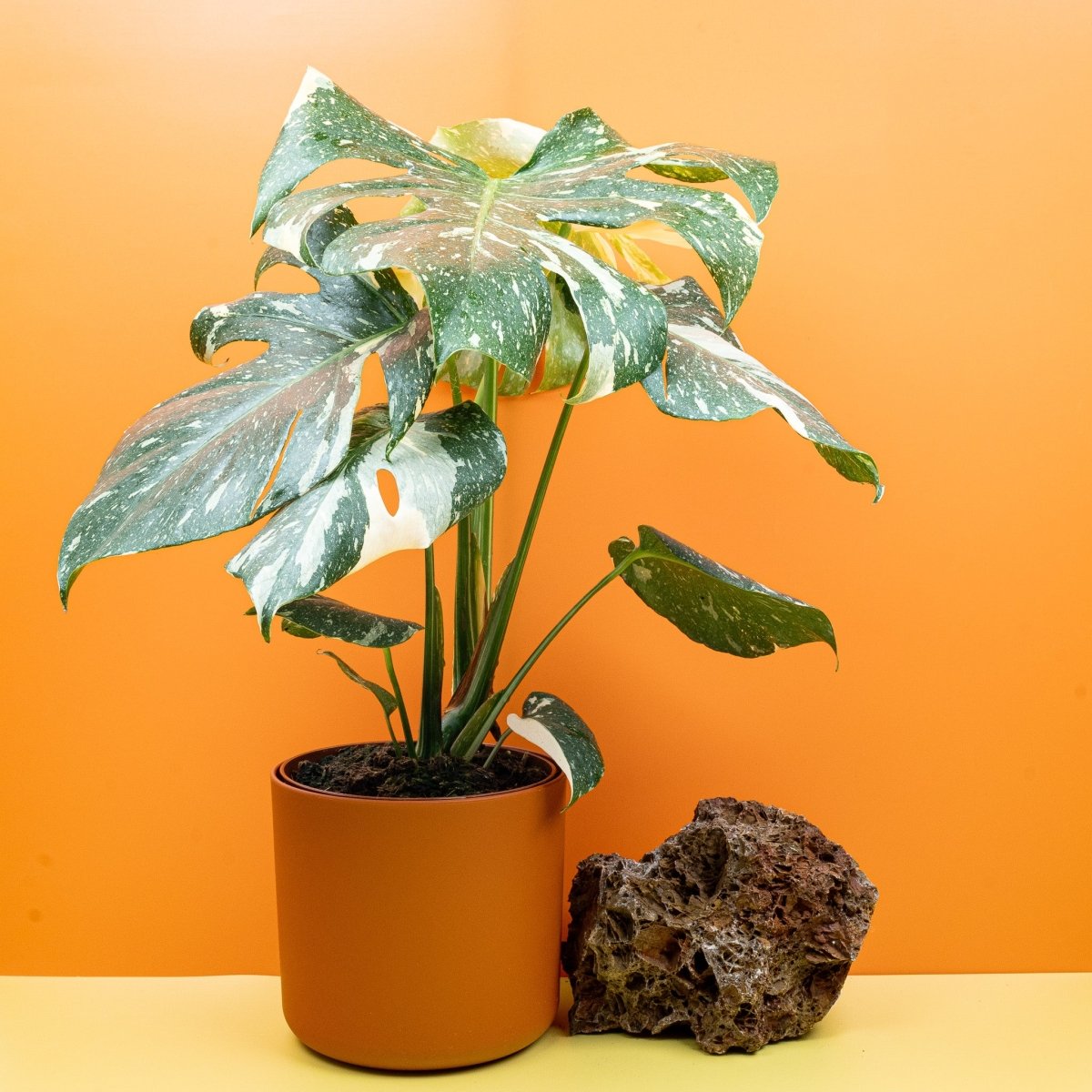 Monstera Thai Constellation – kletternde panaschierte Monstera