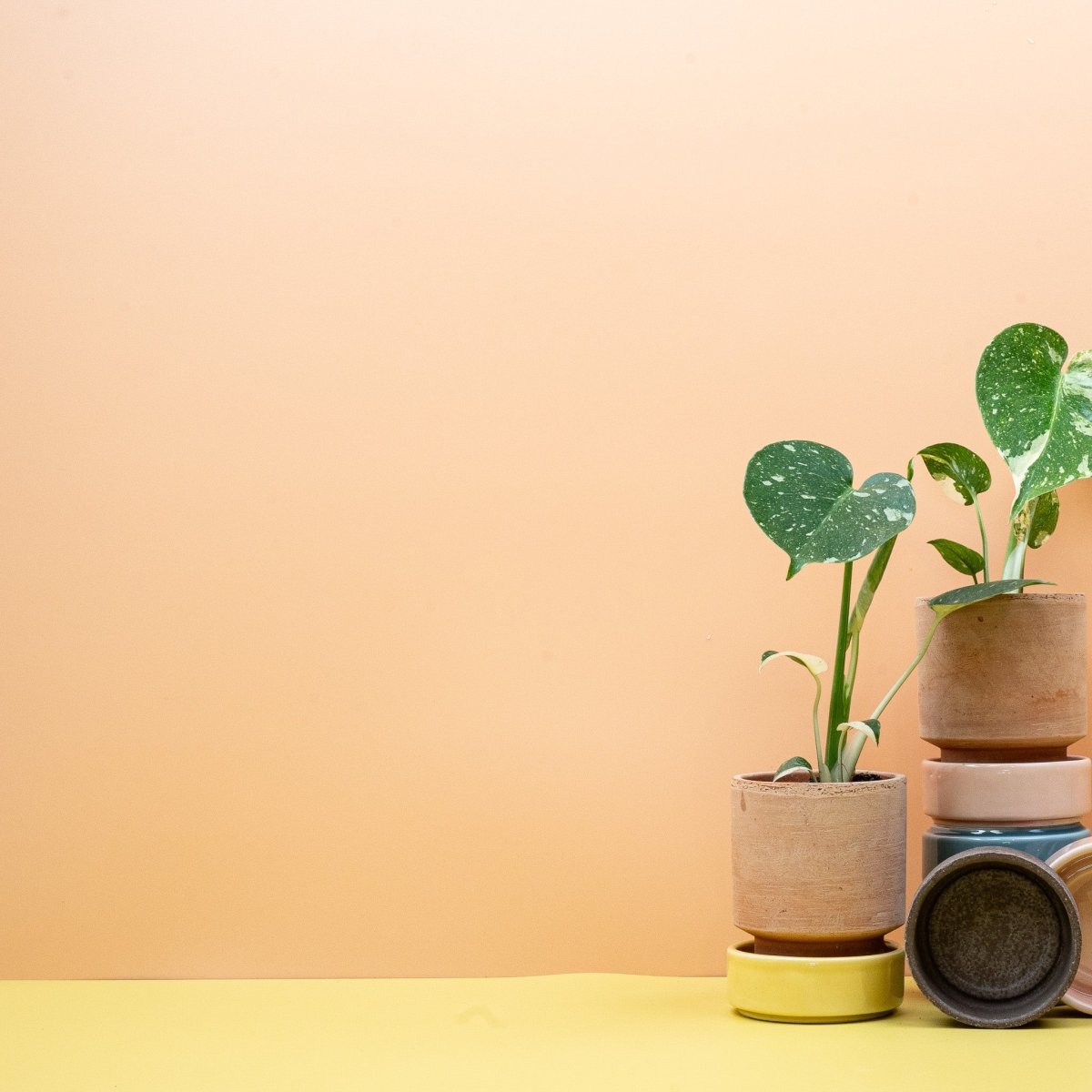 Monstera deliciosa Thai Constellation – stabile Variegation
