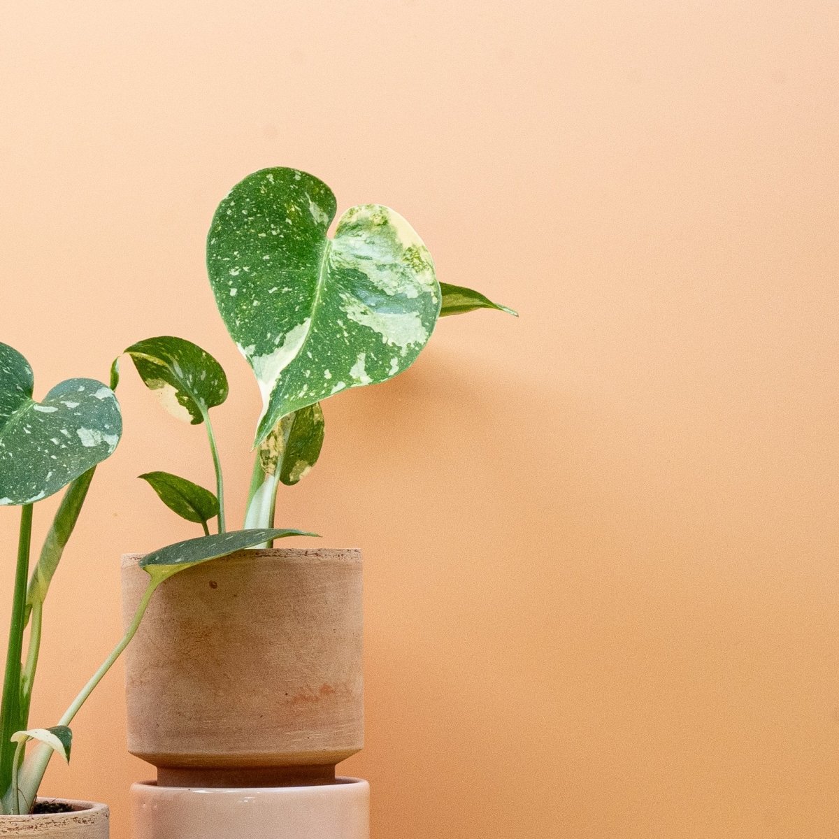 Monstera Thai Constellation – geschlitztes Blatt mit cremefarbenen Sprenkeln