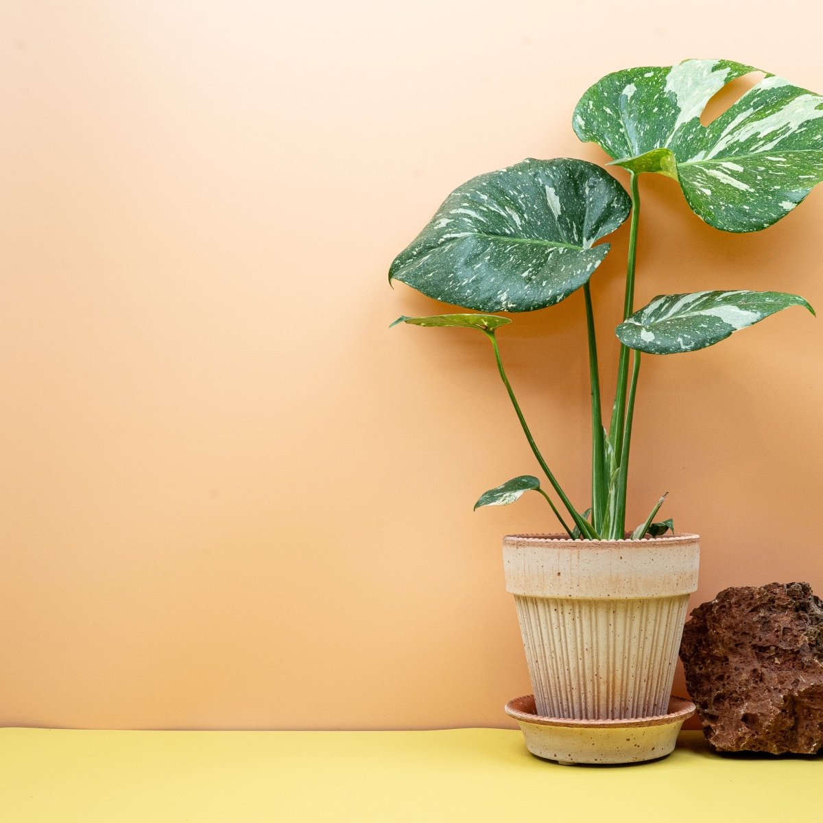Monstera Thai Constellation – sternenartige Musterung