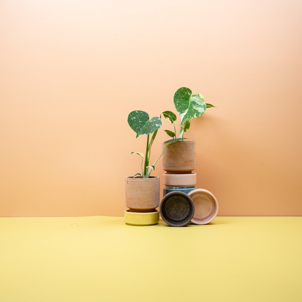 Monstera Thai Constellation – geschlitztes Blatt mit Panaschierung