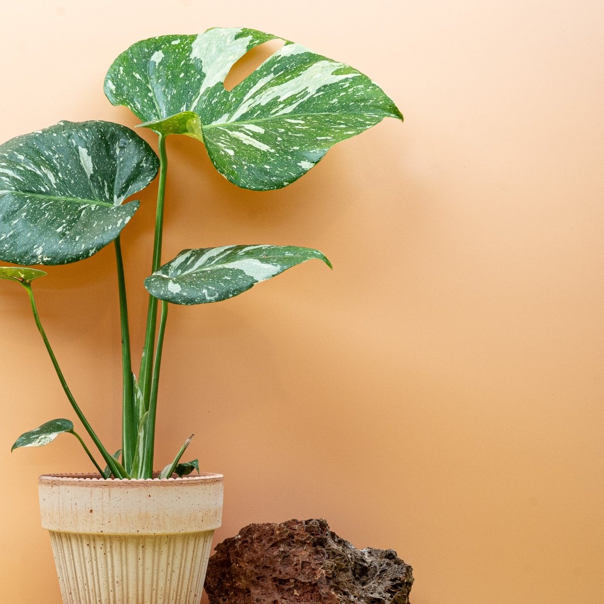 Monstera Thai Constellation, geschlitzte Blätter