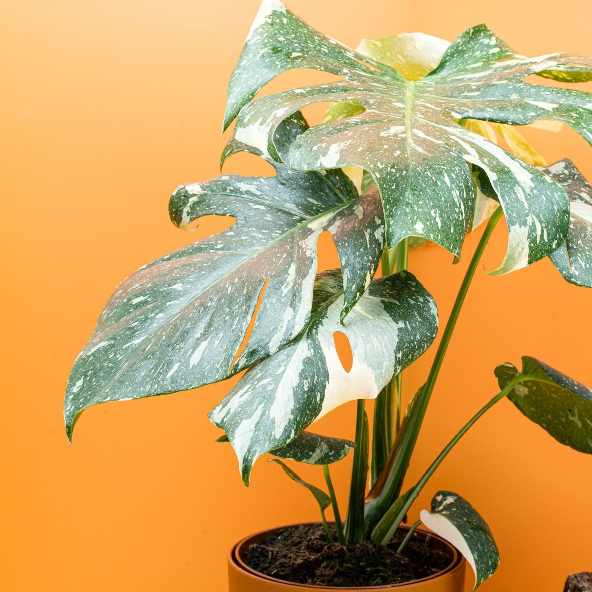 Monstera Thai Constellation – stabile, nicht rückbildende Variegation