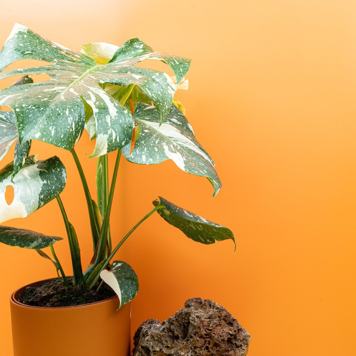 Monstera deliciosa Thai Constellation im Kulturtopf