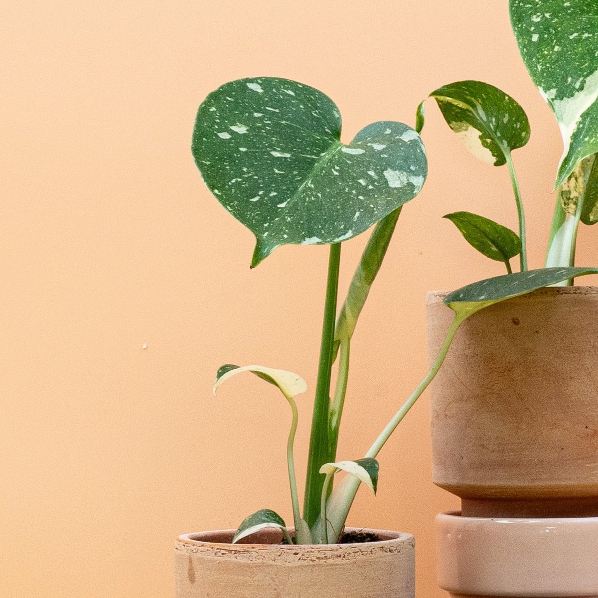 Monstera Thai Constellation, sternenartige Musterung auf grünem Grund