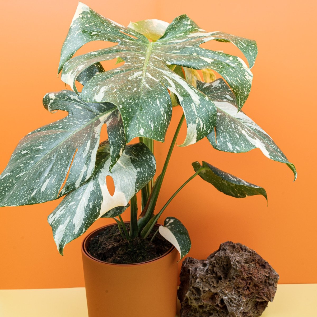 Monstera Thai Constellation, cremeweiße Flächen und Sprenkel