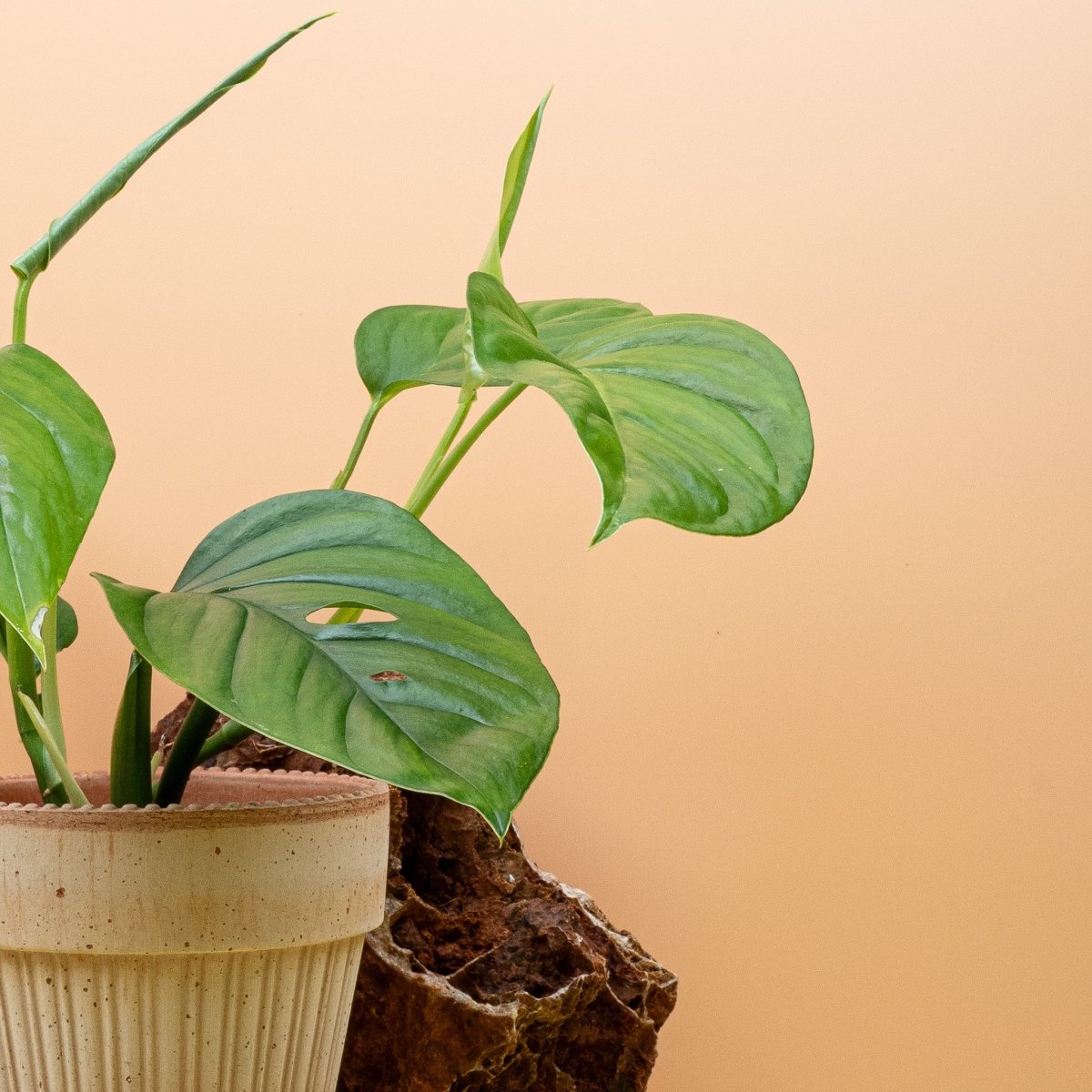 Monstera Xantospatha im Detail