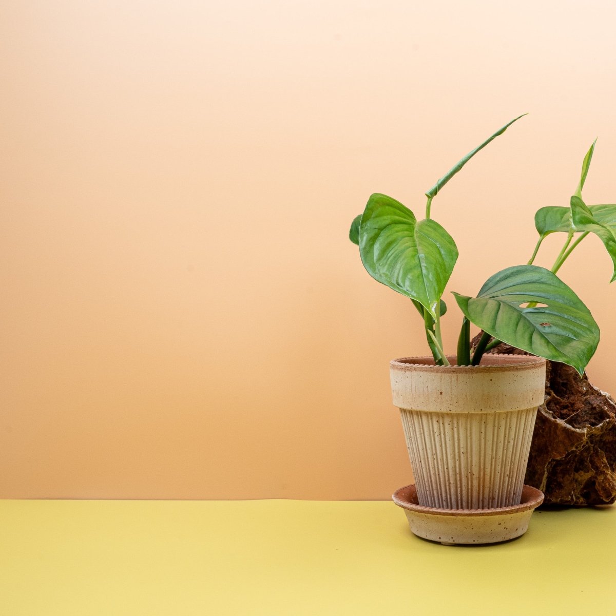 Monstera Xantospatha, geschwungene Blattkonturen