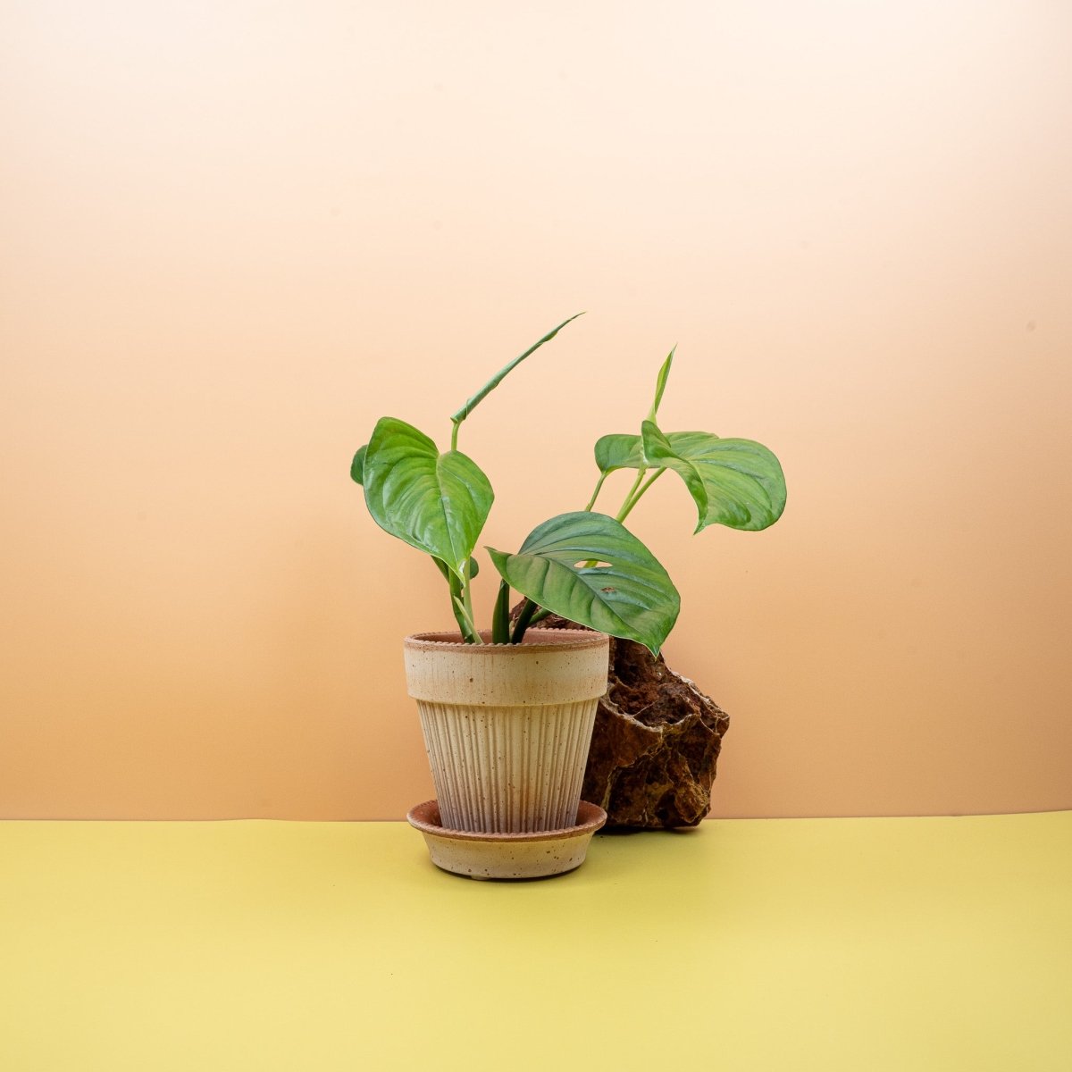 Monstera Xantospatha, wellenförmige Blattstruktur – potflourri