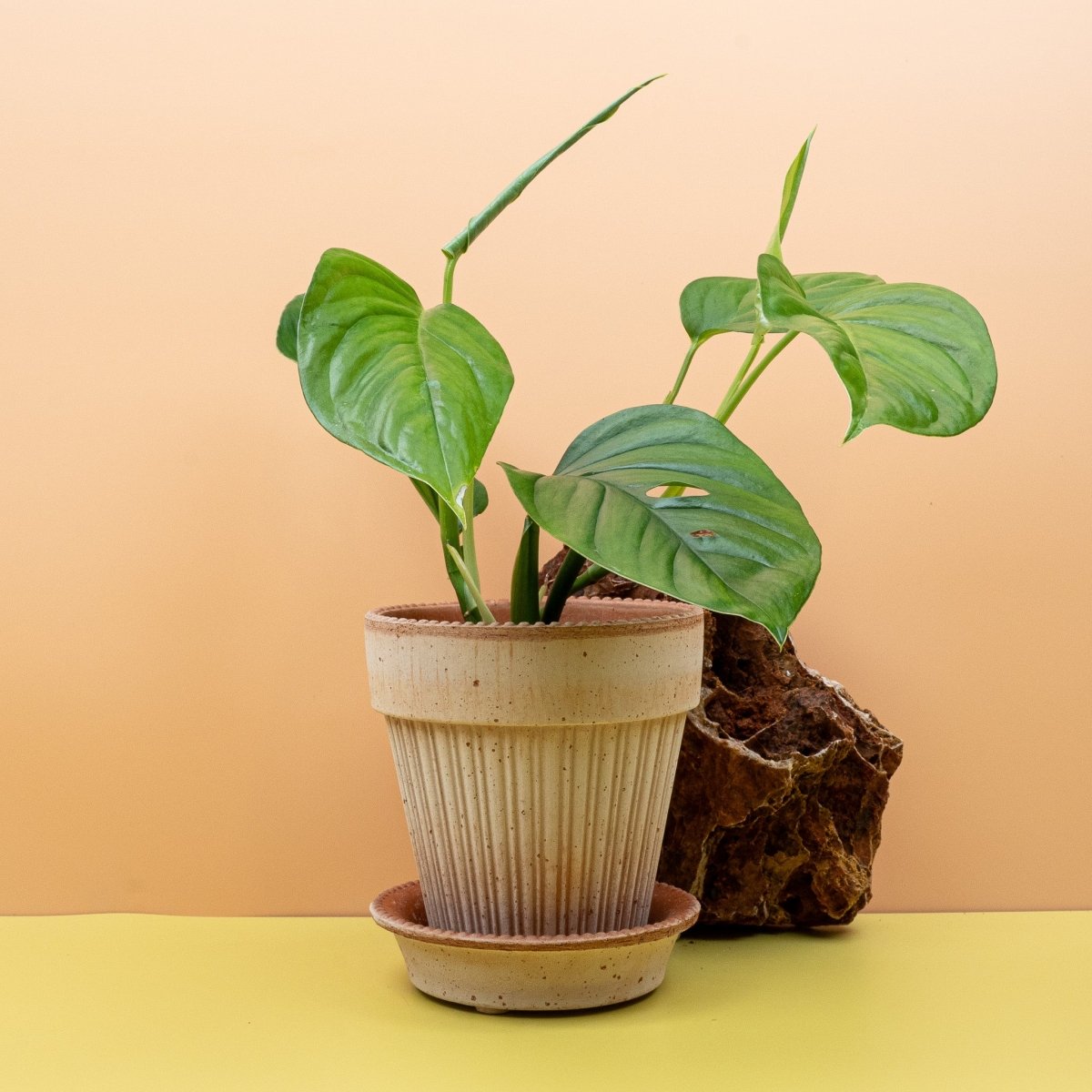 Monstera Xantospatha, kräftiges Wachstum