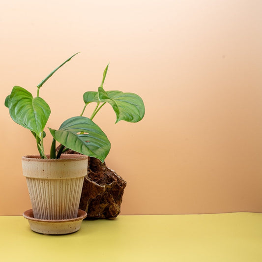 Monstera Xantospatha, wellenförmige Blattstruktur – potflourri
