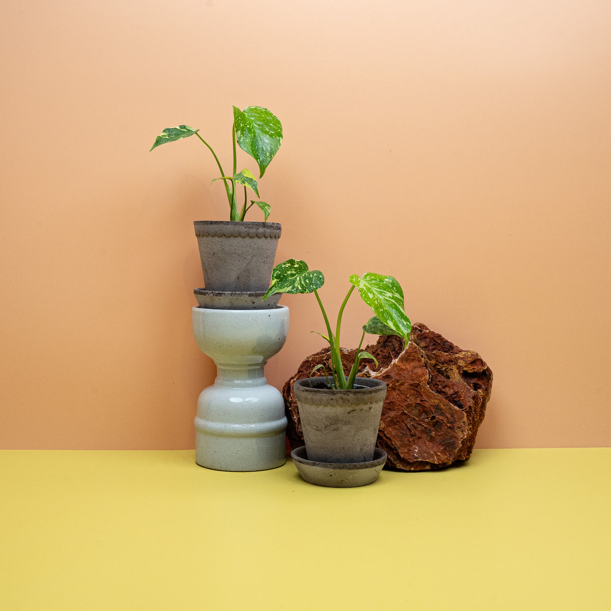 Panaschierte Monstera deliciosa Electro Light als Zimmerpflanze – potflourri