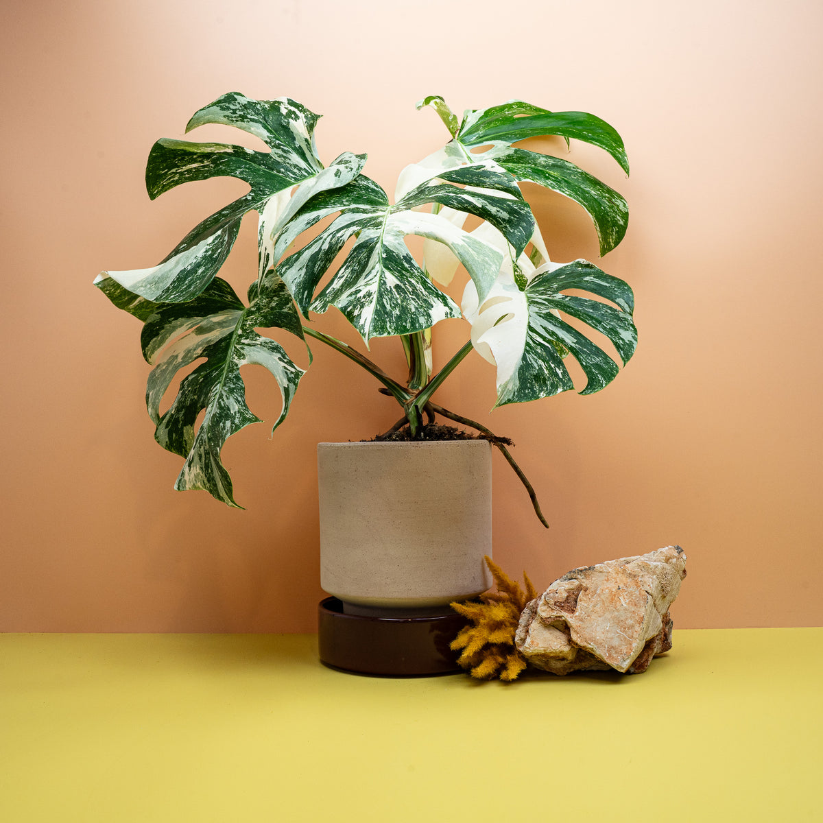 MONSTERA DELICIOSA VARIEGATA
