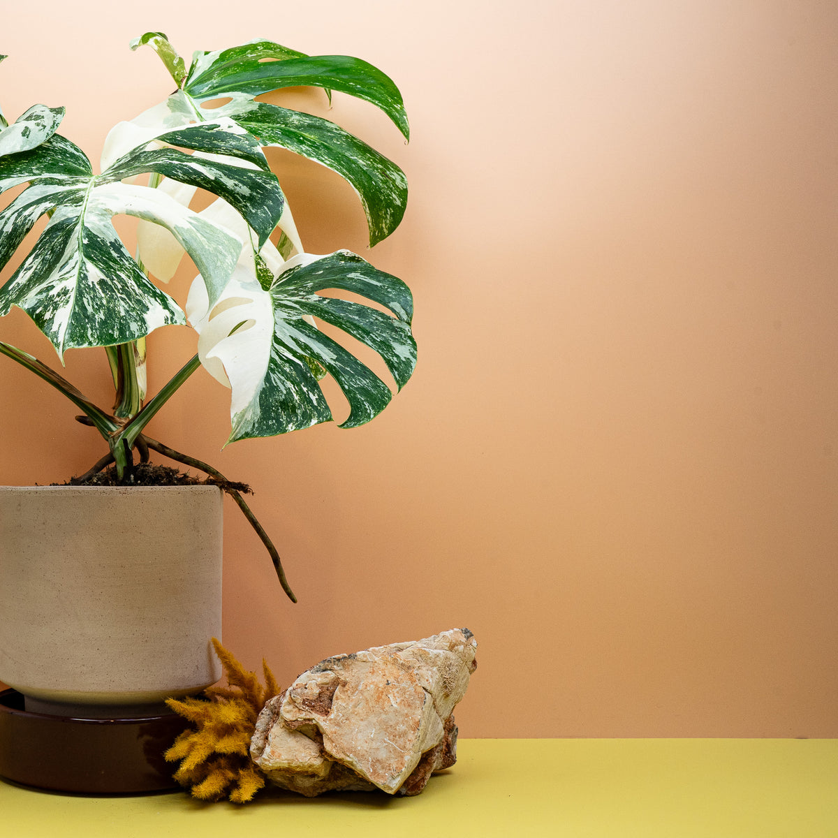 MONSTERA DELICIOSA VARIEGATA