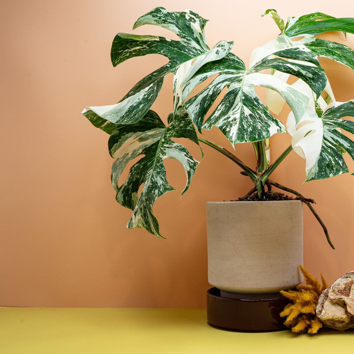 MONSTERA DELICIOSA VARIEGATA