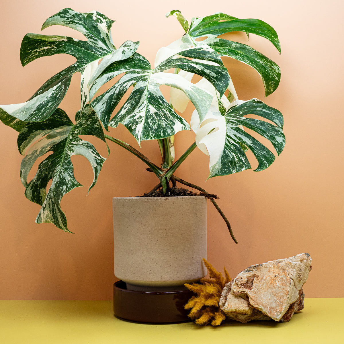 MONSTERA DELICIOSA VARIEGATA