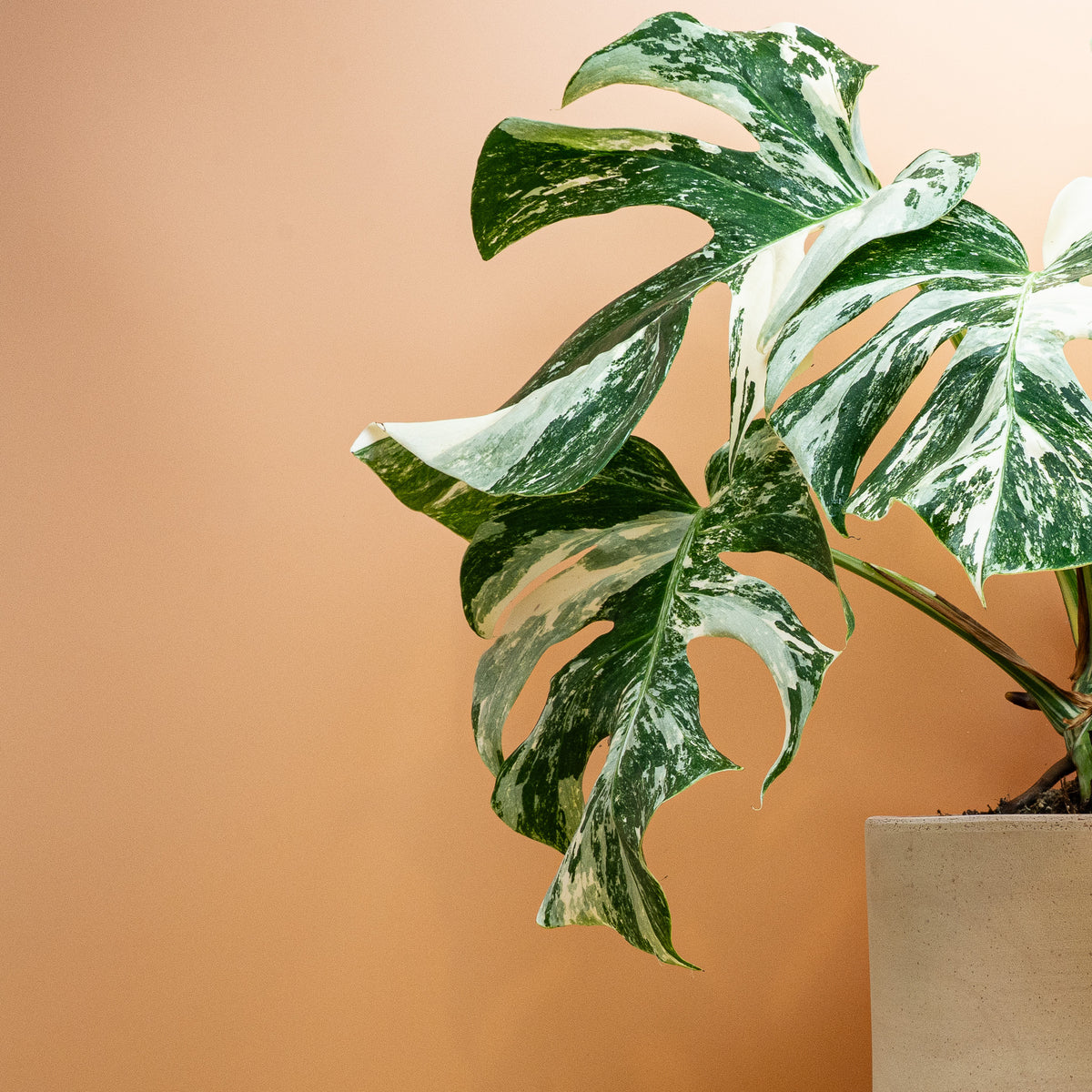 MONSTERA DELICIOSA VARIEGATA