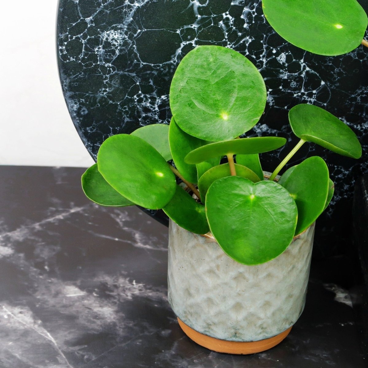 Peperomia Pilea, kompakte Zimmerpflanze